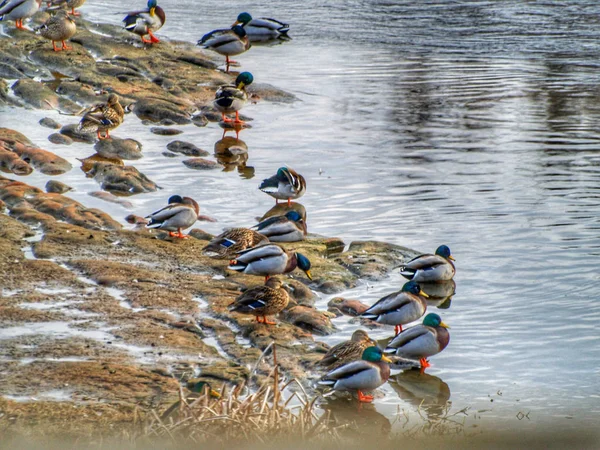 西班牙萨拉曼卡湖上的鸟类 — 图库照片