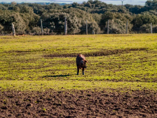 Pâturage Porcin Ibérique Dans Ferme Espagne — Photo