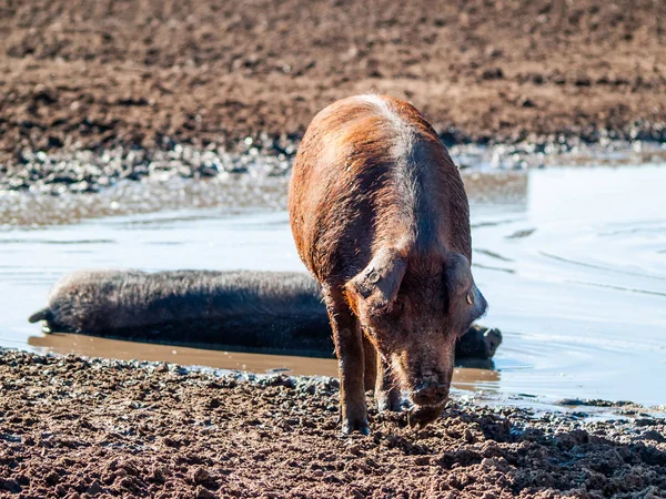 Iberisches Schwein Weidet Auf Dem Bauernhof Spanien — Stockfoto