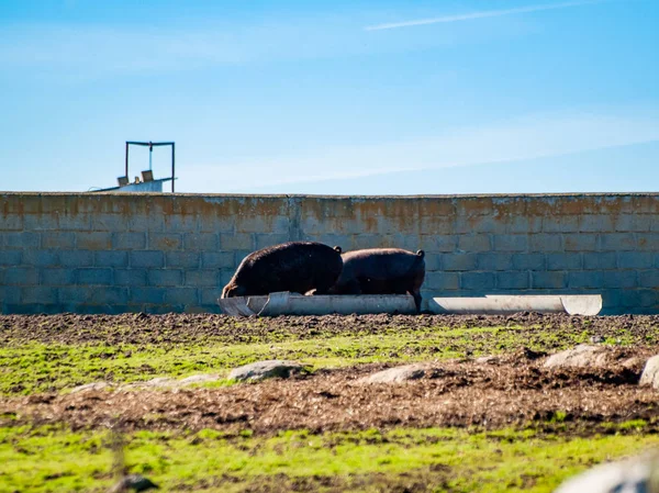 Ber Domuz Çiftliğinde Spanya Otlatma — Stok fotoğraf