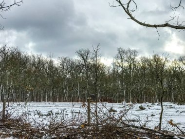 ormanda kış. çıplak ağaçlar 