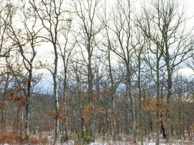 Parkta Alberca, Salamanca, İspanya