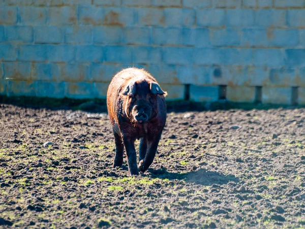 Iberisches Schwein Weidet Auf Dem Bauernhof Spanien — Stockfoto