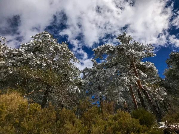 Pinus Pinus Sylvestris 가지를 — 스톡 사진