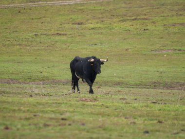 Yaz aylarında, İspanya mera üzerinde cesur boğa