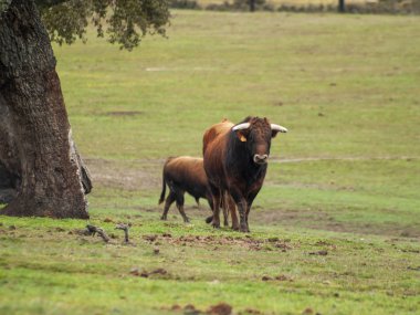 Yaz aylarında, İspanya mera üzerinde cesur boğa