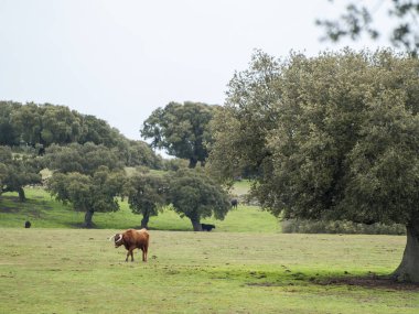Yaz aylarında, İspanya mera üzerinde cesur boğa