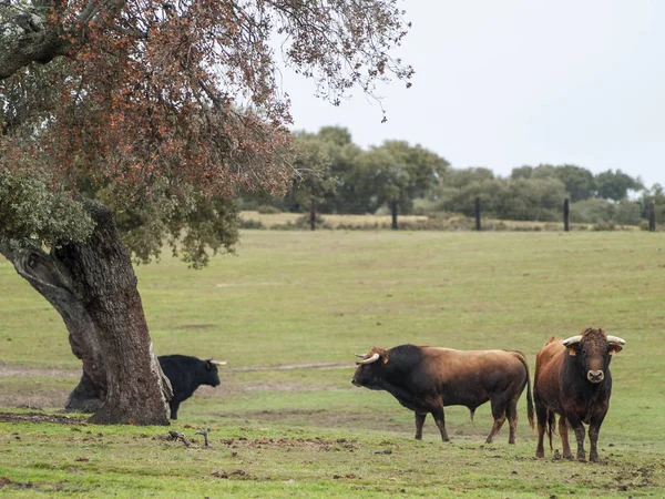 勇敢的公牛在夏季放牧的西班牙 — 图库照片