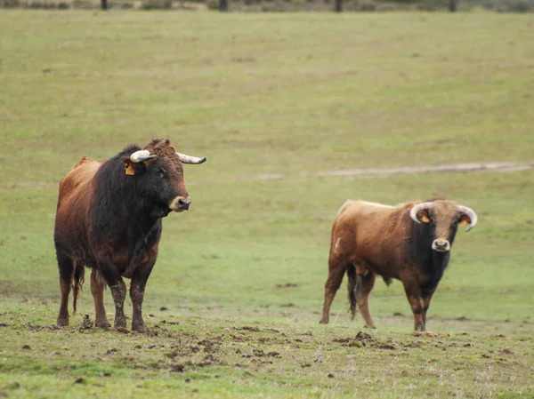 Touros Corajosos Pasto Espanha Verão — Fotografia de Stock