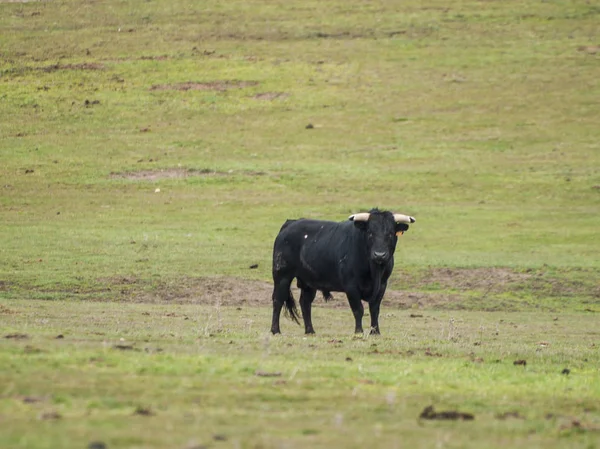 Touro Corajoso Pasto Espanha Verão — Fotografia de Stock