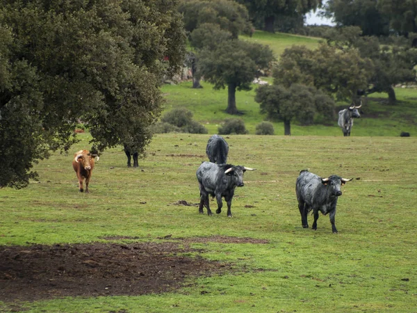 Taureaux Courageux Sur Pâturage Espagne Été — Photo