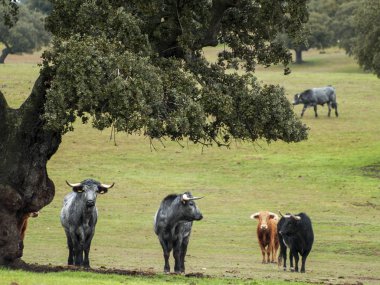 Yaz aylarında, İspanya mera üzerinde cesur boğa