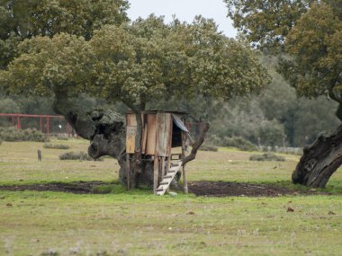 kırsal ağaçlar arasında küçük bir kulübe. İspanya