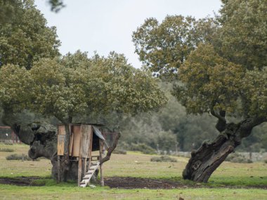 kırsal ağaçlar arasında küçük bir kulübe. İspanya