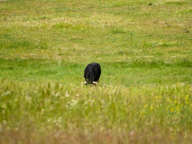 Yaz aylarında, İspanya mera üzerinde cesur boğa