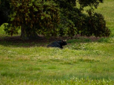 Yaz aylarında, İspanya mera üzerinde cesur boğa
