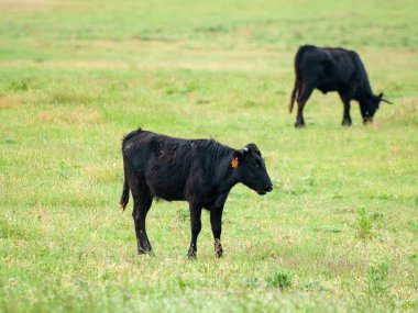 Yaz aylarında, İspanya mera üzerinde cesur boğa