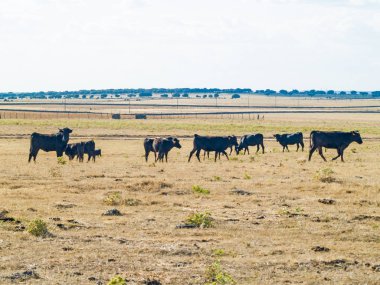 Yaz aylarında, İspanya mera üzerinde cesur boğa
