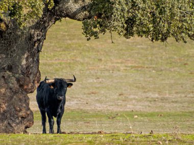 Yaz aylarında, İspanya mera üzerinde cesur boğa