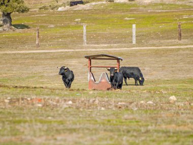 Yaz aylarında, İspanya mera üzerinde cesur boğa
