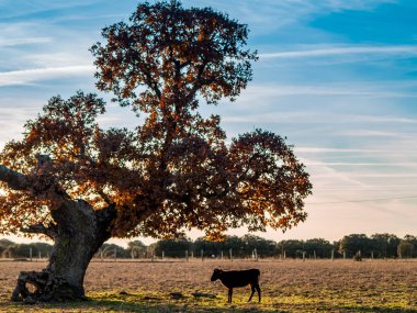 Yaz aylarında, İspanya mera üzerinde cesur boğa