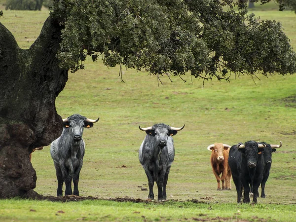 Mutige Bullen Sommer Auf Der Weide Spanien — Stockfoto