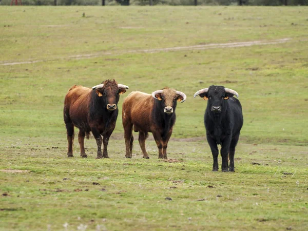 Touros Corajosos Pasto Espanha Verão — Fotografia de Stock