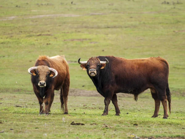 Toros Valientes Pasto España Verano — Foto de Stock