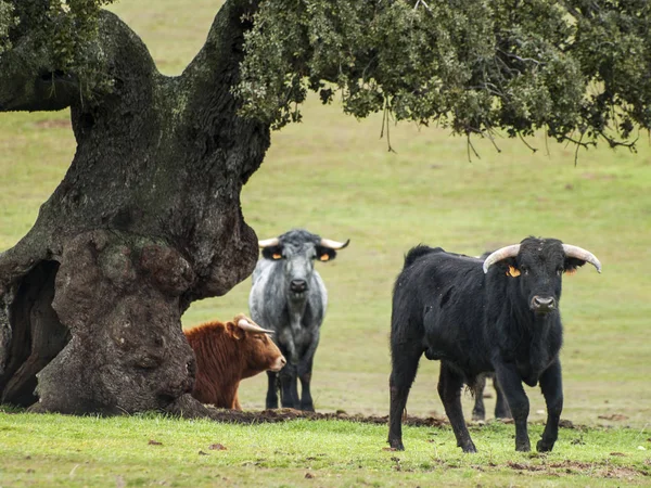 Mutige Bullen Sommer Auf Der Weide Spanien — Stockfoto