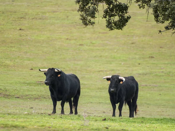 Touros Corajosos Pasto Espanha Verão — Fotografia de Stock