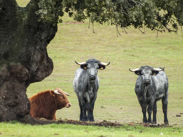 Touros Corajosos Pasto Espanha Verão — Fotografia de Stock