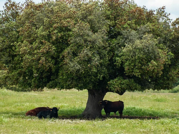 Brave Bulls Pasture Spain Summertime — Stock Photo, Image