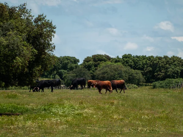 Toros Valientes Pasto España Verano — Foto de Stock