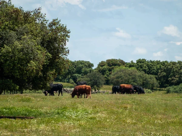 Mutige Bullen Sommer Auf Der Weide Spanien — Stockfoto