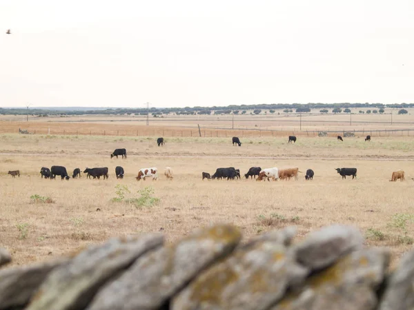勇敢的公牛在夏季放牧的西班牙 — 图库照片