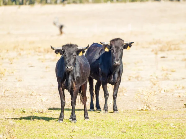 Mutige Bullen Sommer Auf Der Weide Spanien — Stockfoto