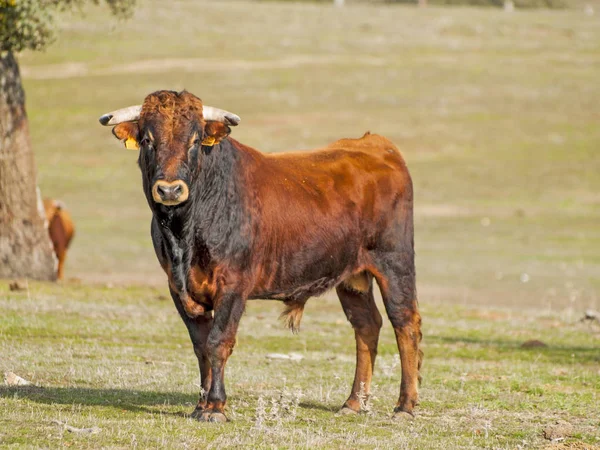 Statečný Býk Pastvině Španělsku Létě — Stock fotografie