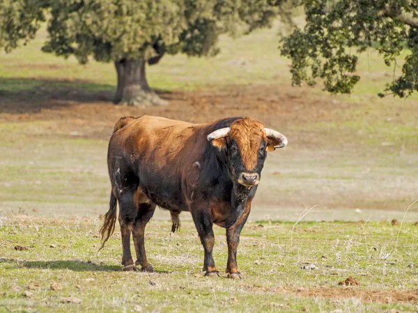 Touro Corajoso Pasto Espanha Verão — Fotografia de Stock