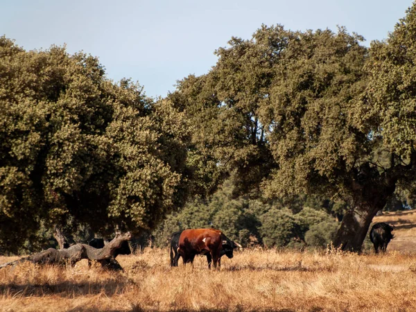 Brave Bulls Pasture Spain Summertime — Stock Photo, Image