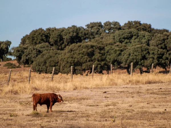 夏天西班牙牧场上勇敢的公牛 — 图库照片