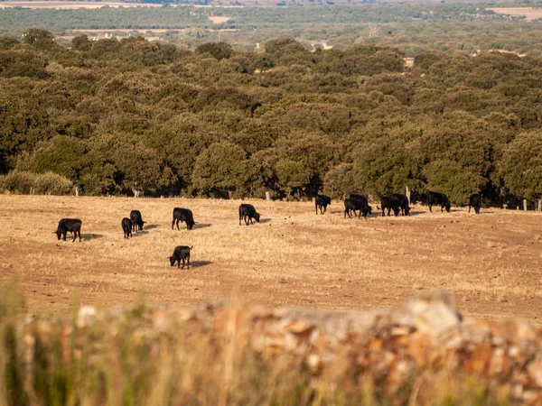 Taureaux Courageux Sur Pâturage Espagne Été — Photo