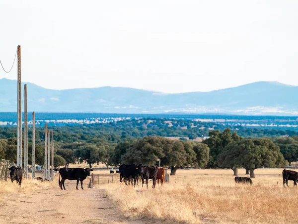 Dzielny Byków Pastwisku Hiszpanii Okresie Letnim — Zdjęcie stockowe