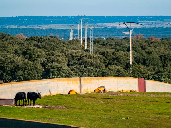 Toros Valientes Pasto España Verano — Foto de Stock