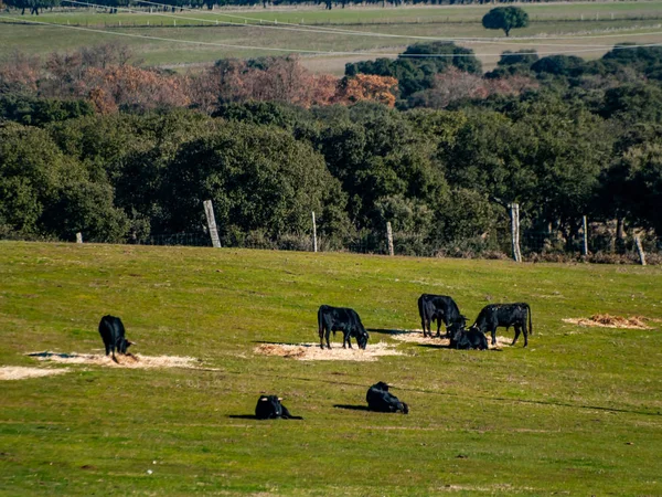 Brave Bulls Pasture Spain Summertime — Stock Photo, Image