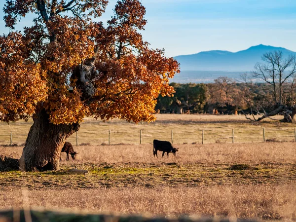 Tappra Tjurar Betet Spanien Sommaren — Stockfoto