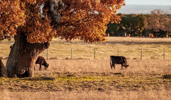 Toros Valientes Pasto España Verano —  Fotos de Stock