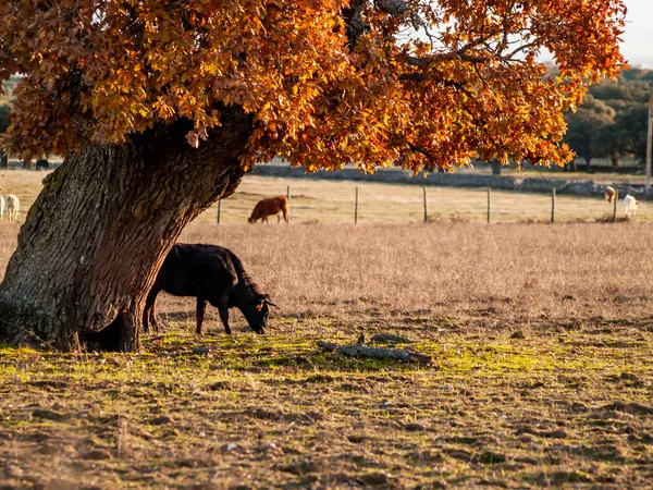 Brave Bulls Pasture Spain Summertime — Stock Photo, Image