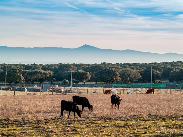 Toros Valientes Pasto España Verano —  Fotos de Stock