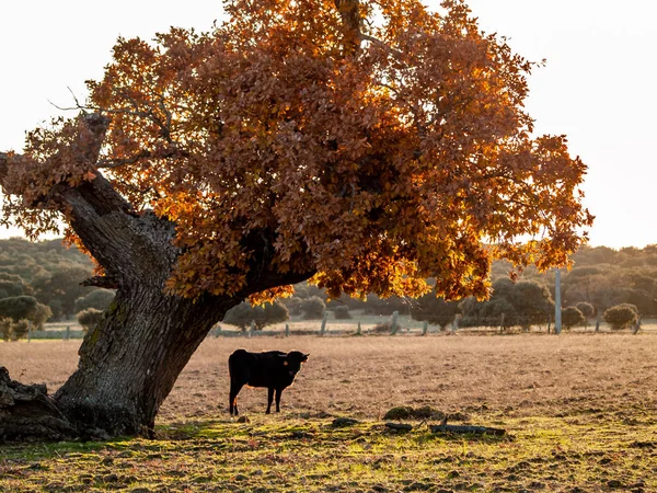 Toro Valiente Pasto España Verano — Foto de Stock