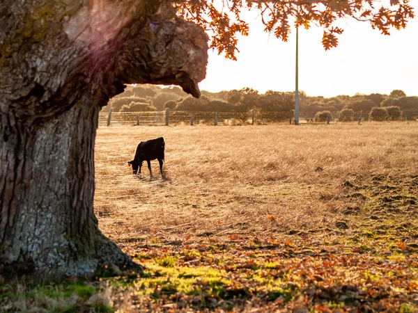 Brave Bull Pasture Spain Summertime — Stock Photo, Image